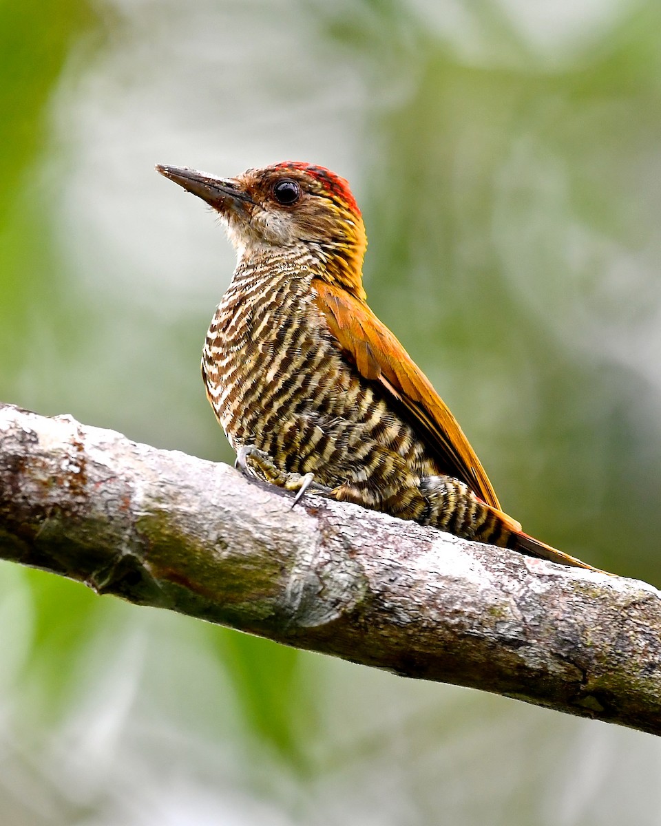 Red-rumped Woodpecker - Gerald Friesen