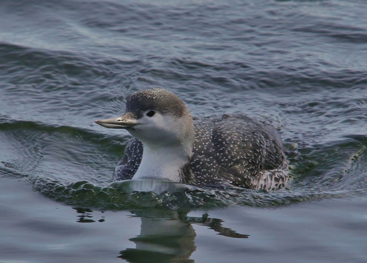 Red-throated Loon - Mark Gallagher