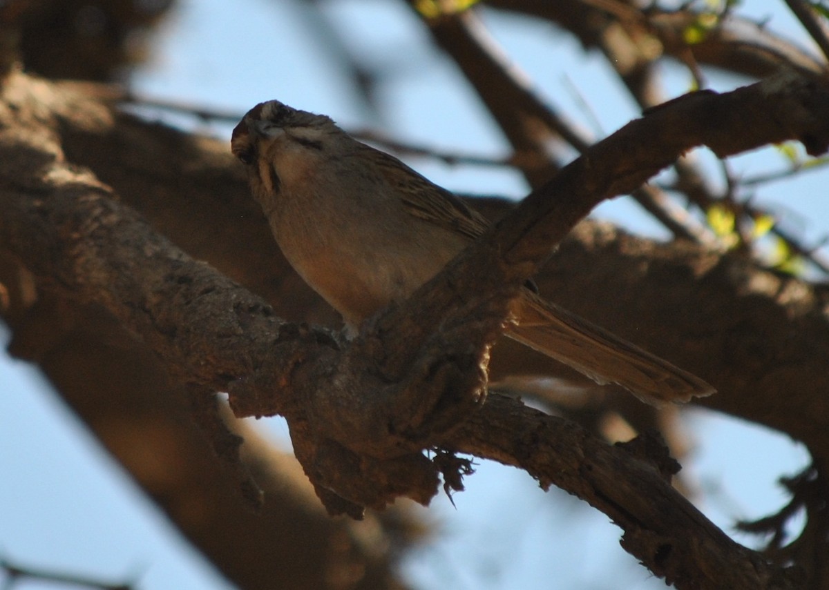 Chaco Sparrow - ML138568601