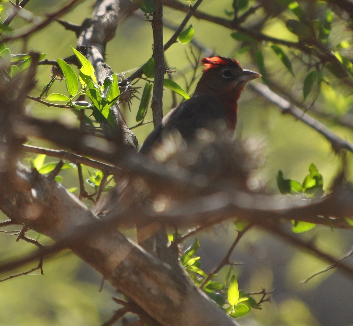 Red-crested Finch - ML138568801