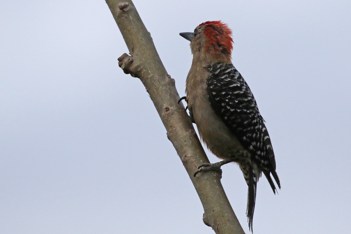 Red-crowned x Hoffmann's Woodpecker (hybrid) - ML138568841