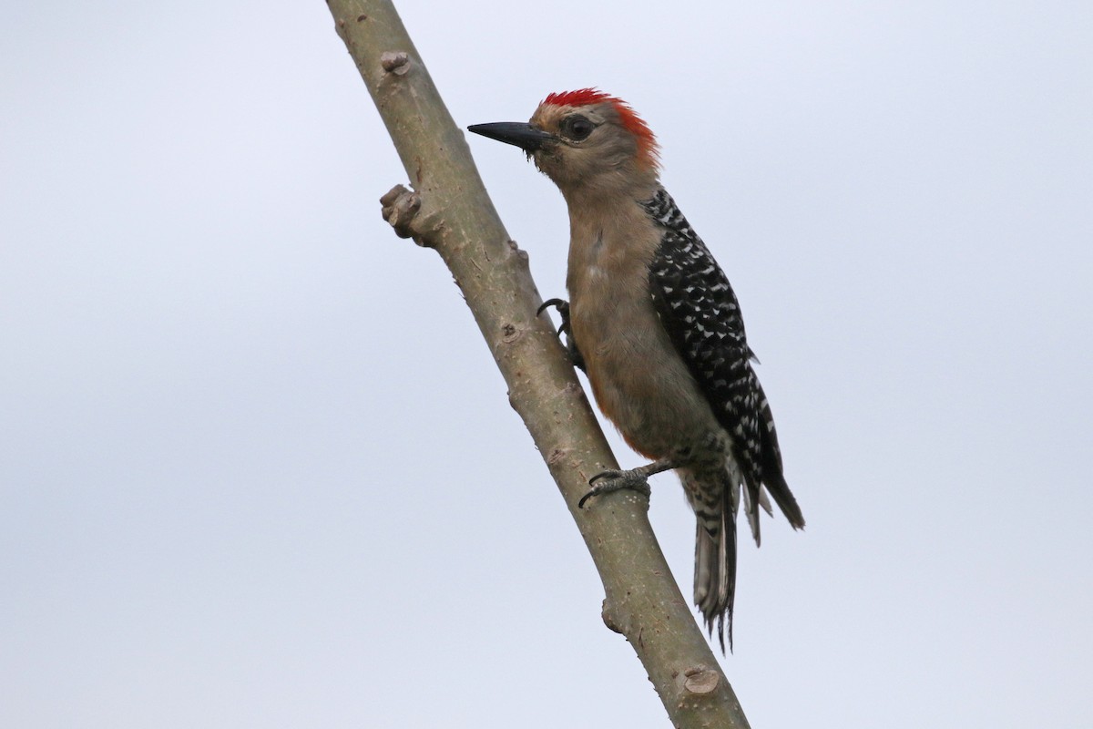 Red-crowned x Hoffmann's Woodpecker (hybrid) - ML138568851