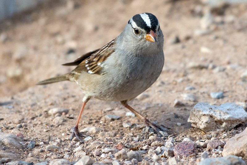White-crowned Sparrow - ML138568891