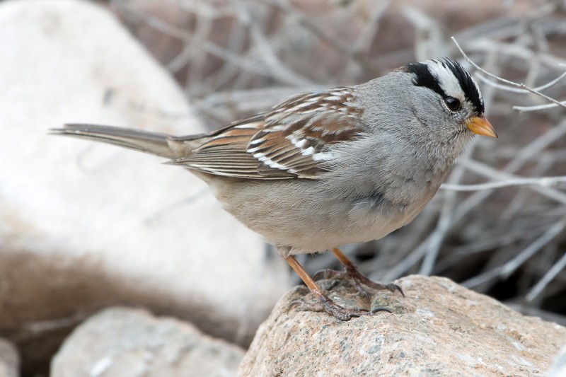 White-crowned Sparrow - ML138571011