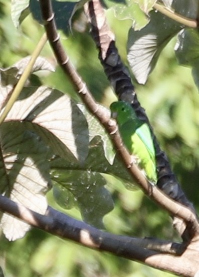 Yeşil Sokumlu Serçe Papağanı - ML138573121