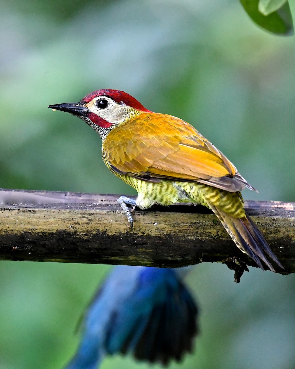 Golden-olive Woodpecker (rubripileus) - Gerald Friesen