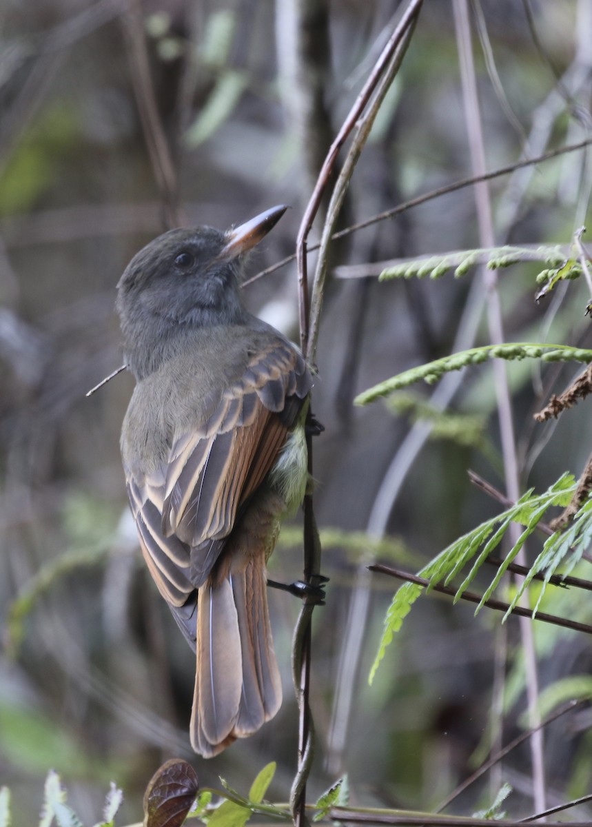 Rufous-tailed Flycatcher - ML138573481