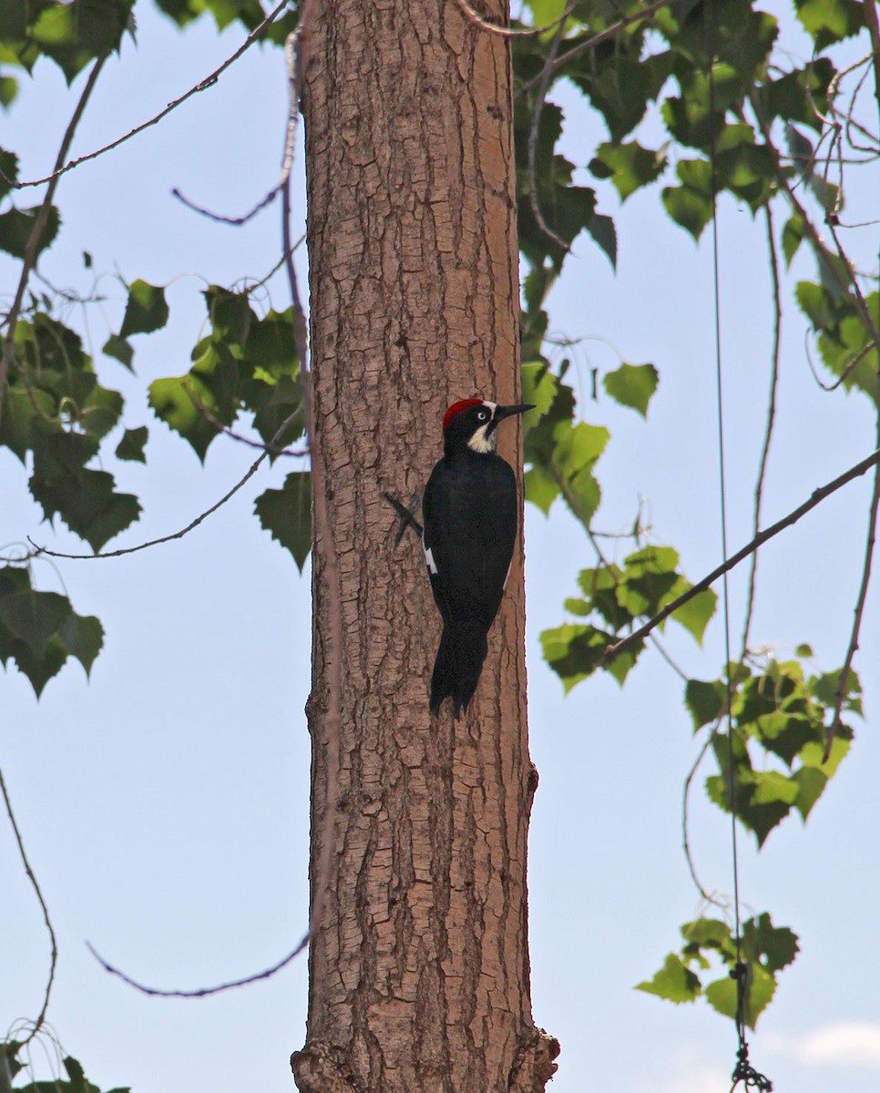 Acorn Woodpecker - Bernard Foy