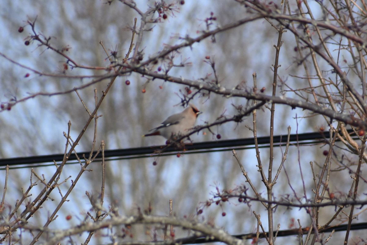 eBird Checklist 2 Feb 2019 stakeout Bohemian Waxwing, 157 South St