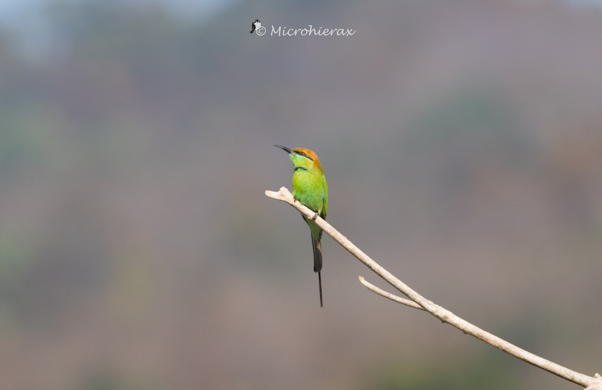 Asian Green Bee-eater - ML138578931