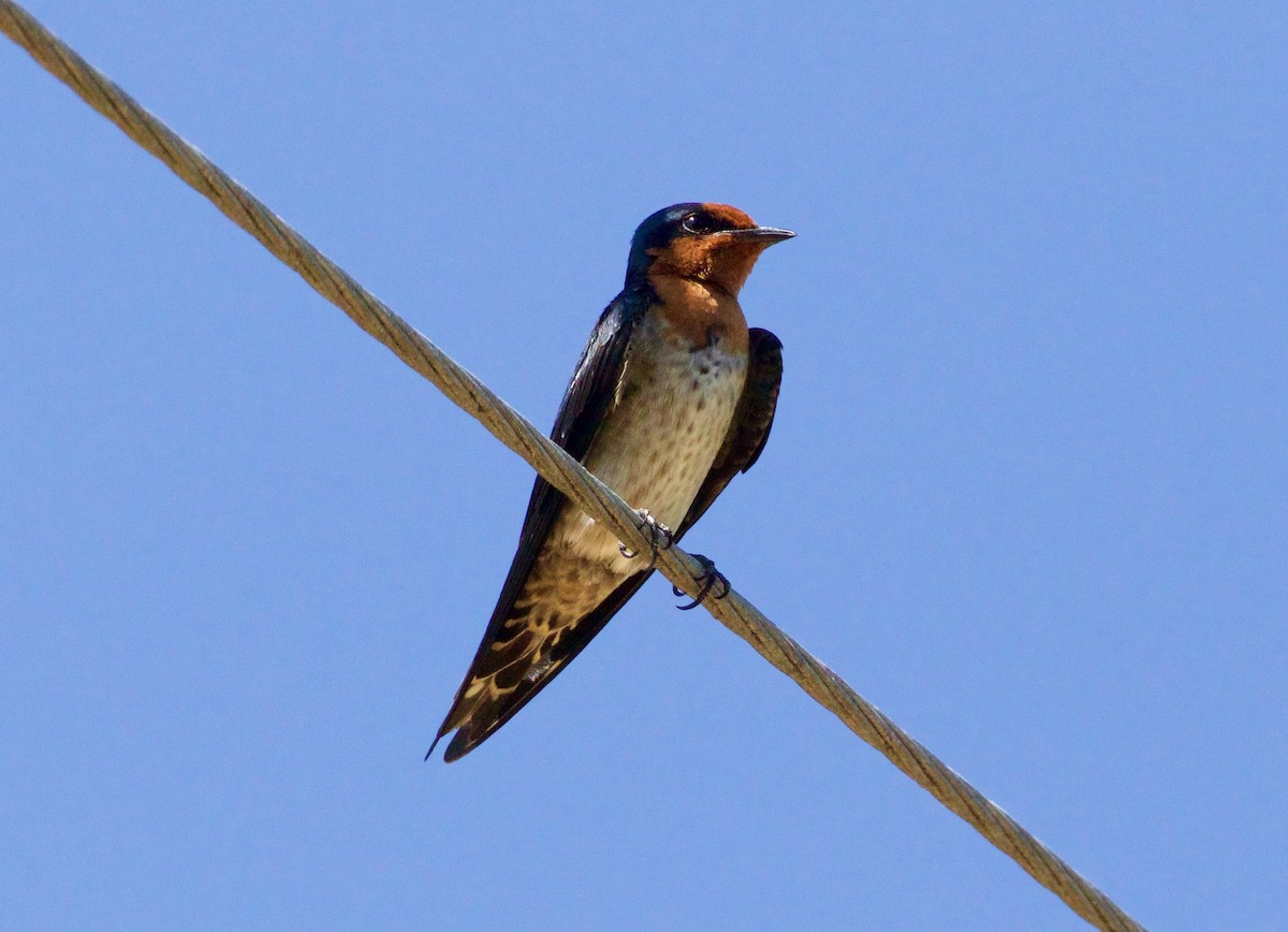 Pacific Swallow - Scott Baker