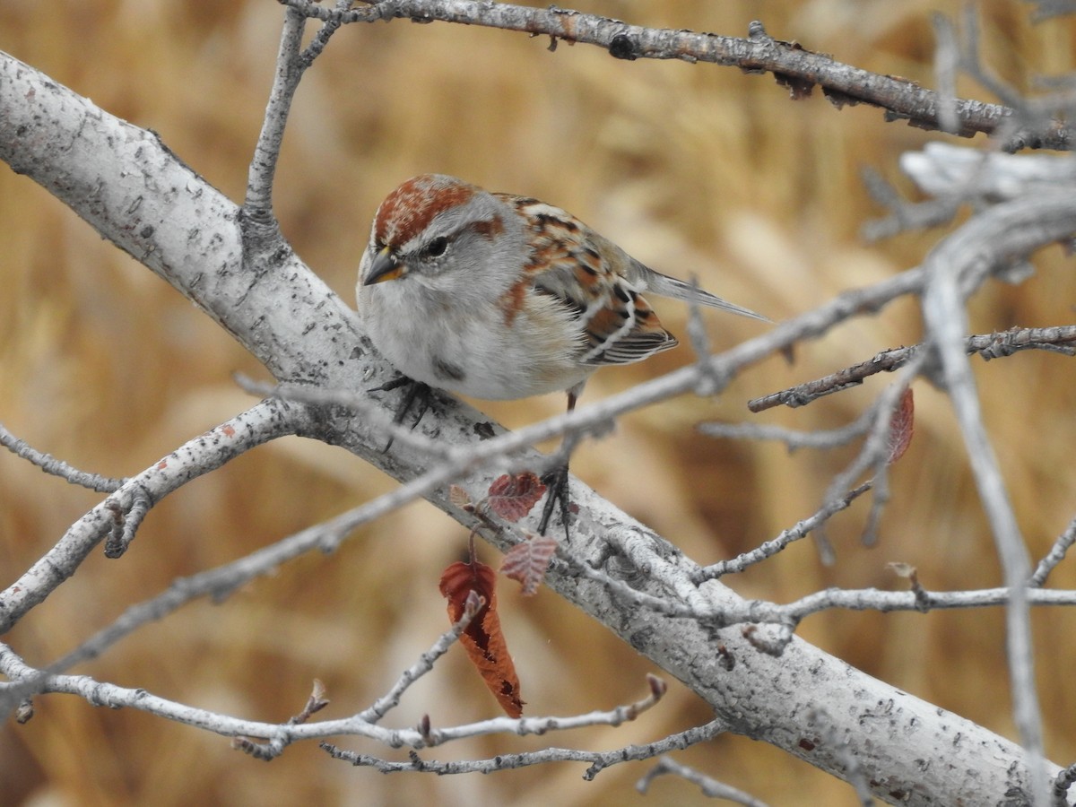American Tree Sparrow - ML138580701