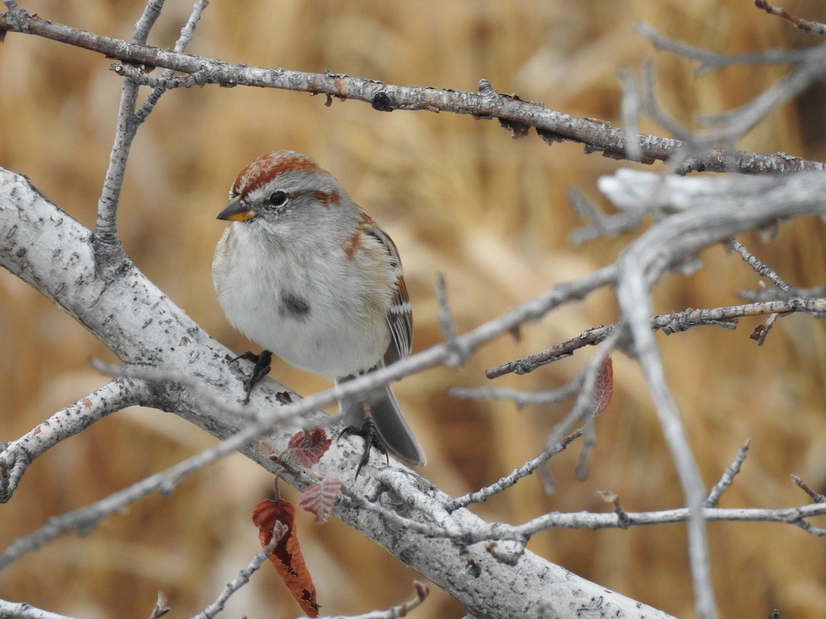 American Tree Sparrow - Shane Sater
