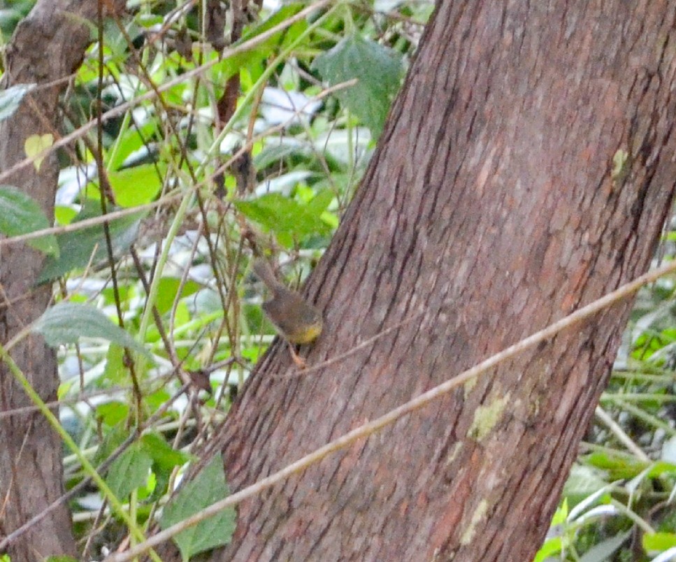 Aberrant Bush Warbler (Sunda) - Jafet Potenzo Lopes