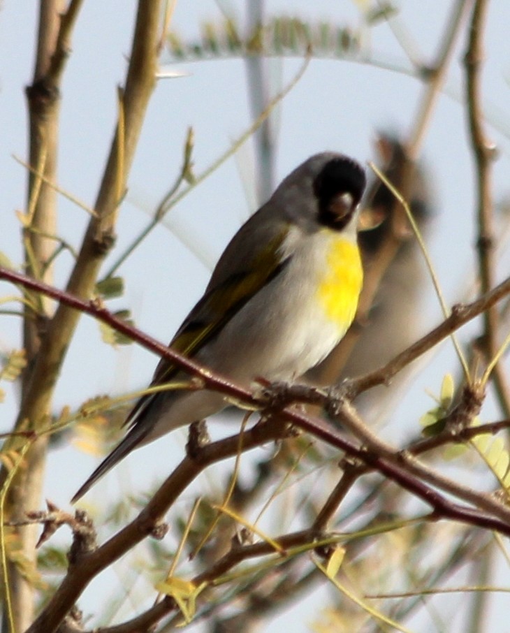 Lawrence's Goldfinch - ML138581941