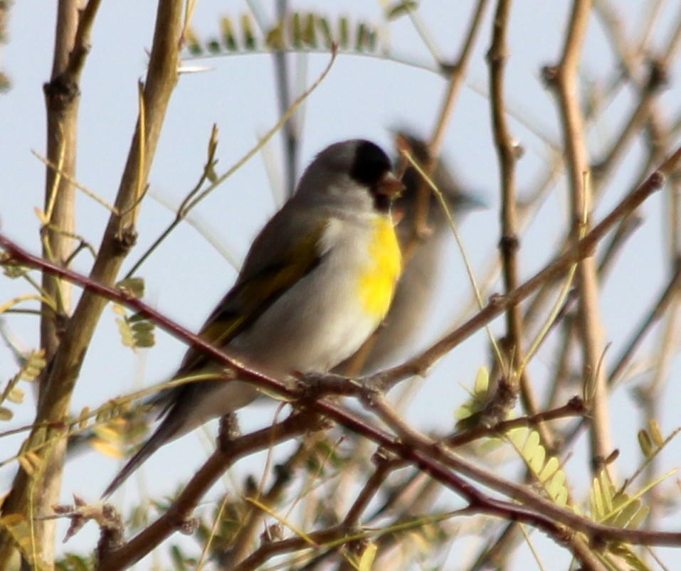 Lawrence's Goldfinch - ML138581981