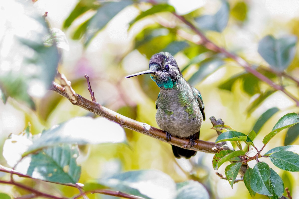 Talamanca Hummingbird - kenneth reyes