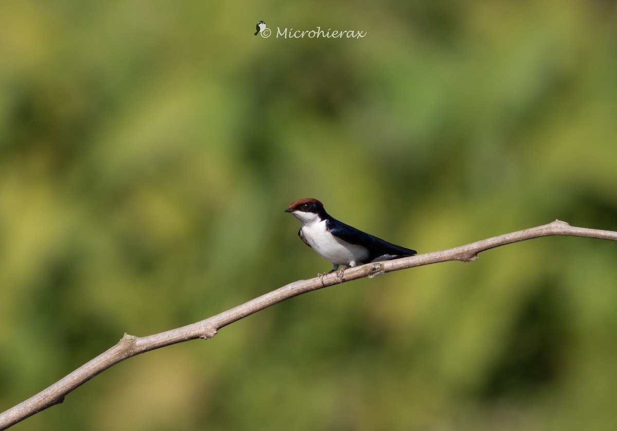 Wire-tailed Swallow - Wenjia Chen