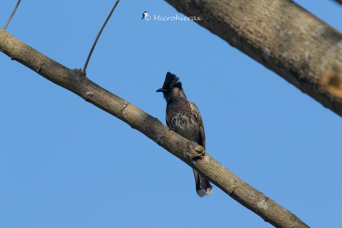 Red-vented Bulbul - ML138582961