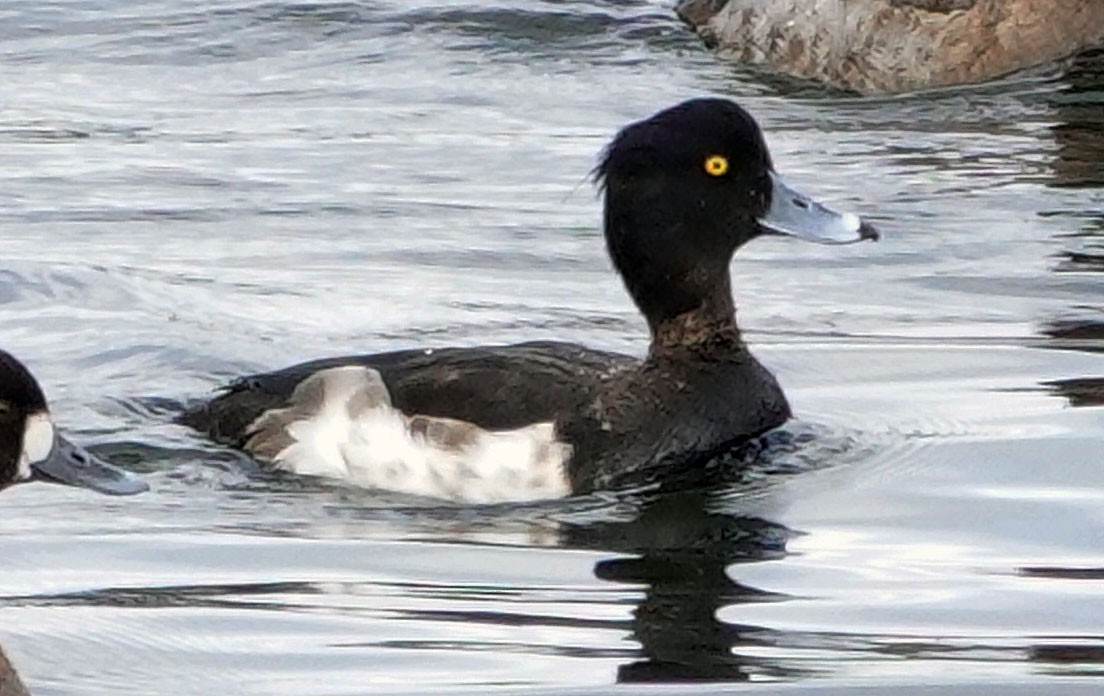 Tufted Duck - ML138583911