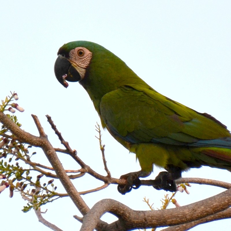 Chestnut-fronted Macaw - Esther Faria