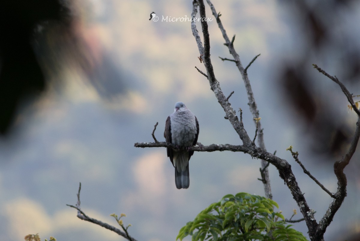 Mountain Imperial-Pigeon - ML138587551
