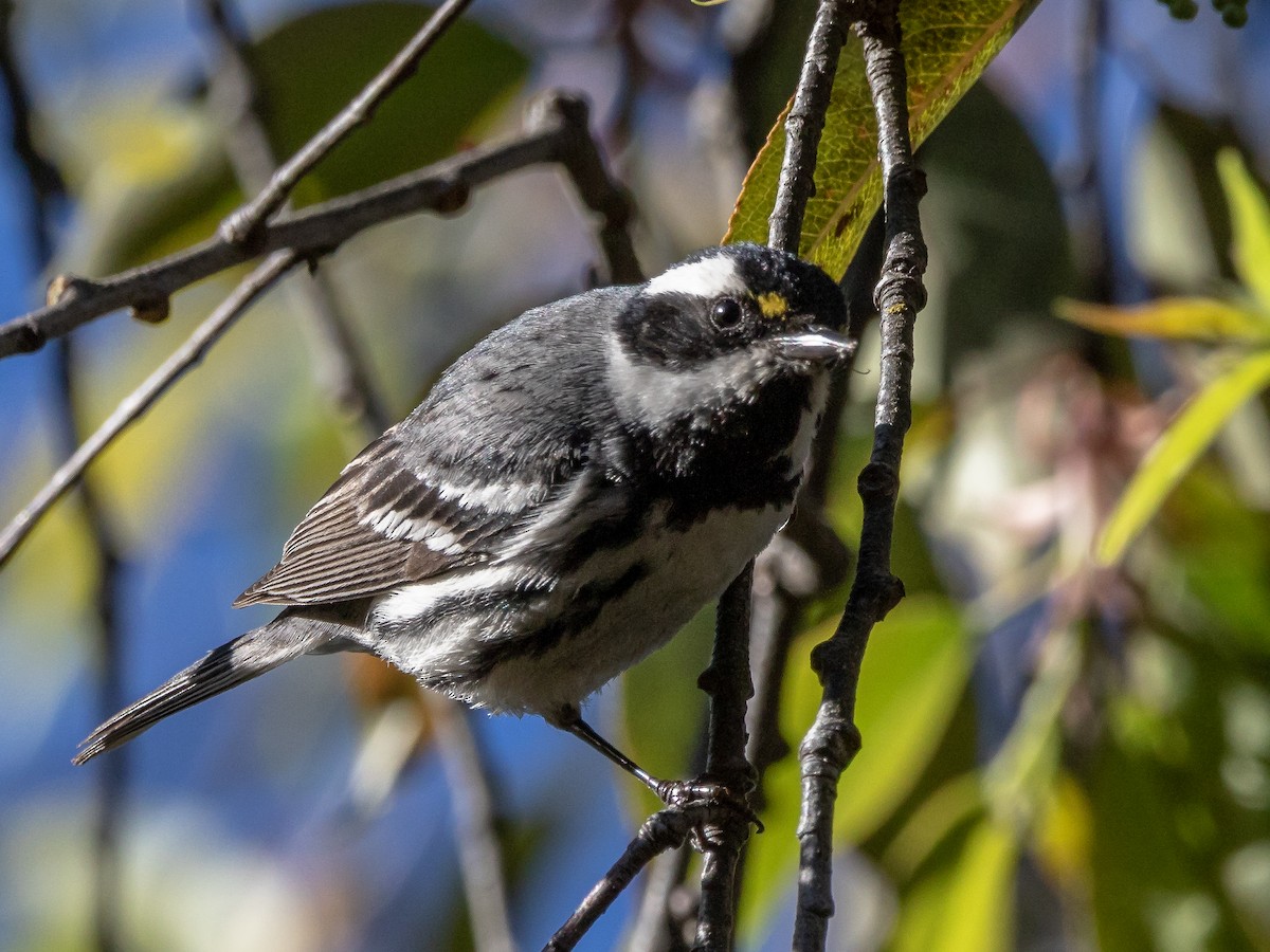 Black-throated Gray Warbler - ML138589351
