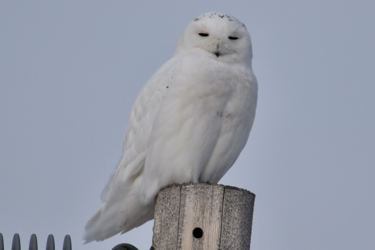 Snowy Owl - Brad Sale