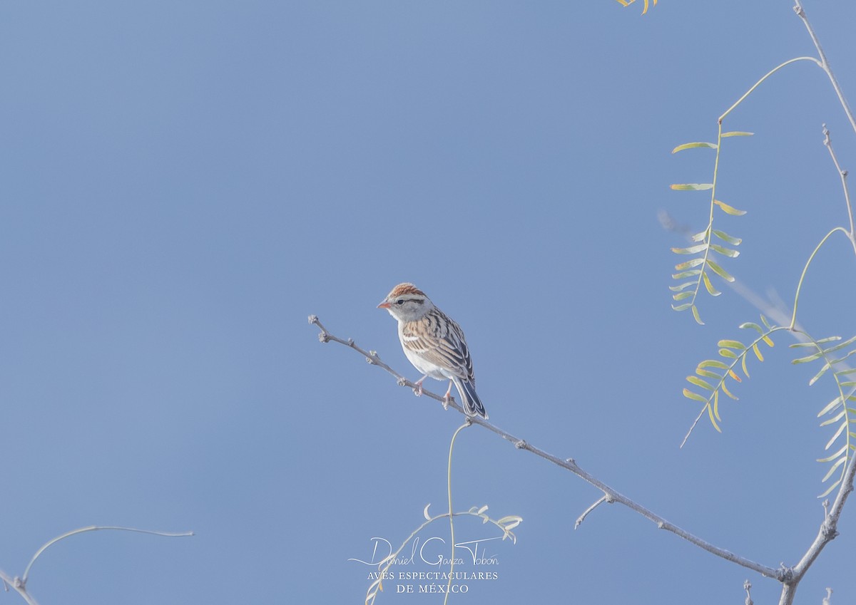 Chipping Sparrow - ML138594231
