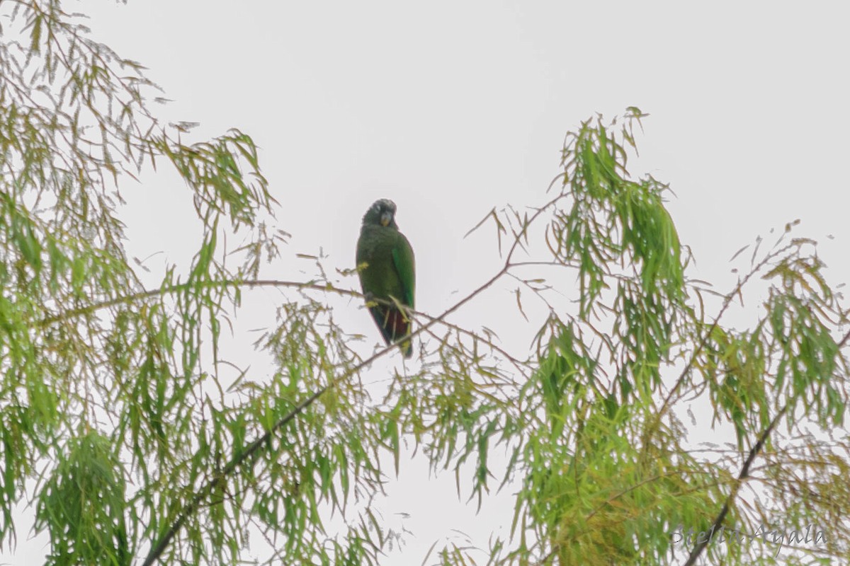 Scaly-headed Parrot - ML138597411