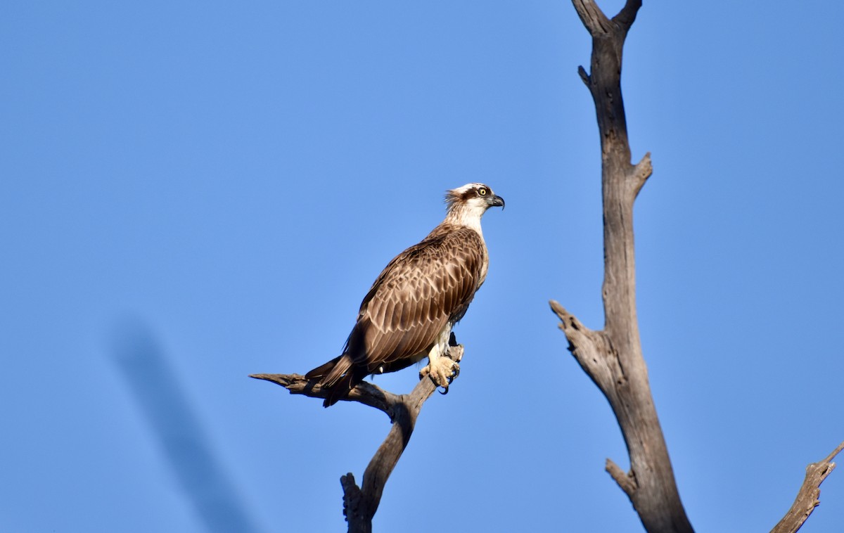 Osprey (Australasian) - ML138598331