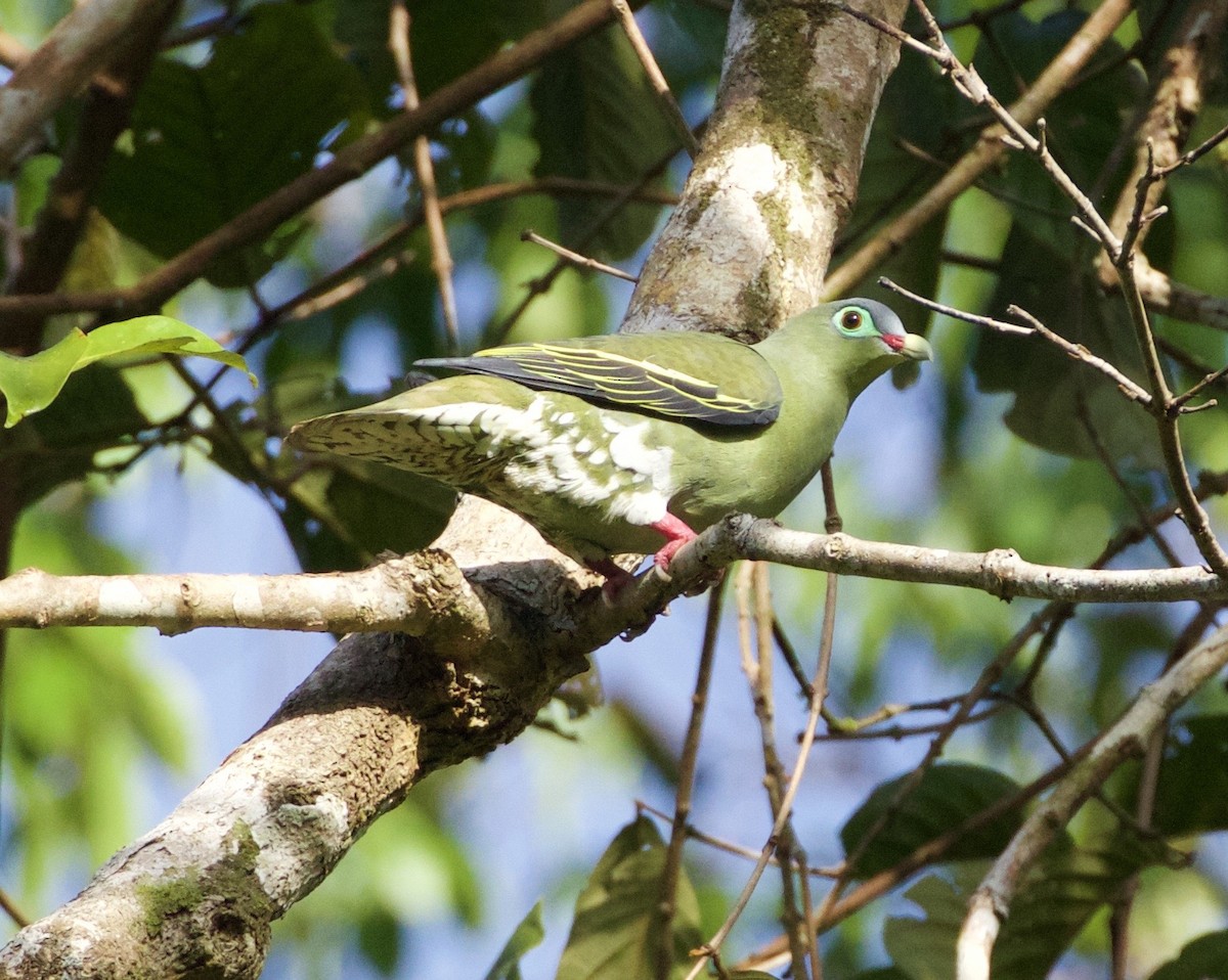 Thick-billed Green-Pigeon - ML138598761