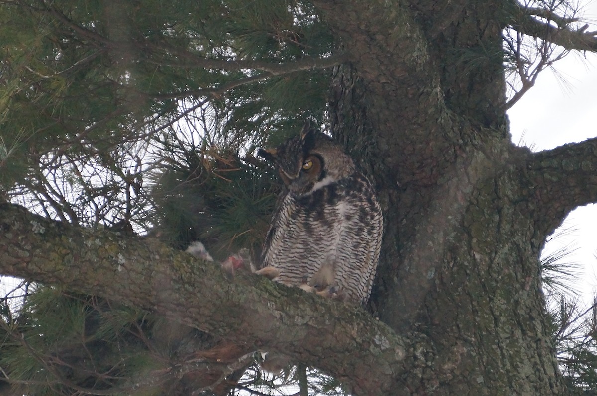 Great Horned Owl - ML138598901