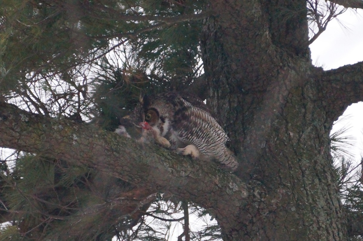 Great Horned Owl - ML138598911