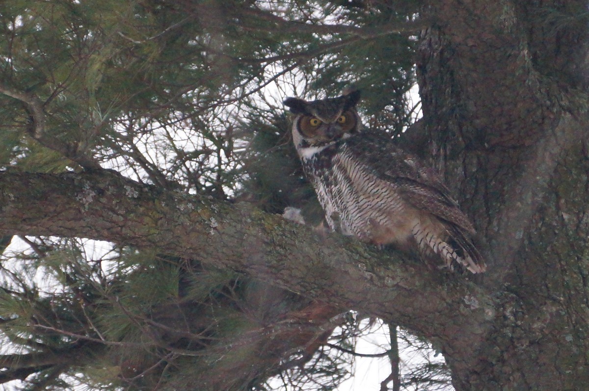 Great Horned Owl - ML138599171