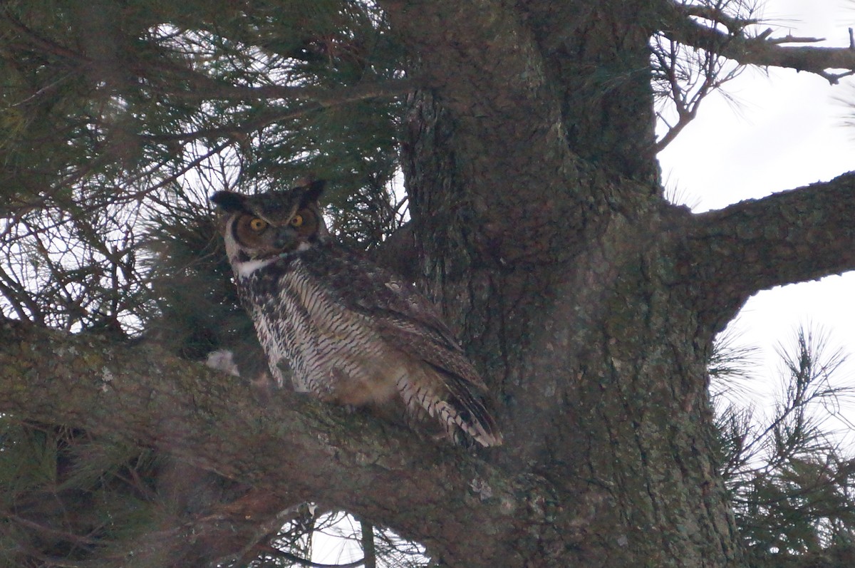 Great Horned Owl - ML138599181
