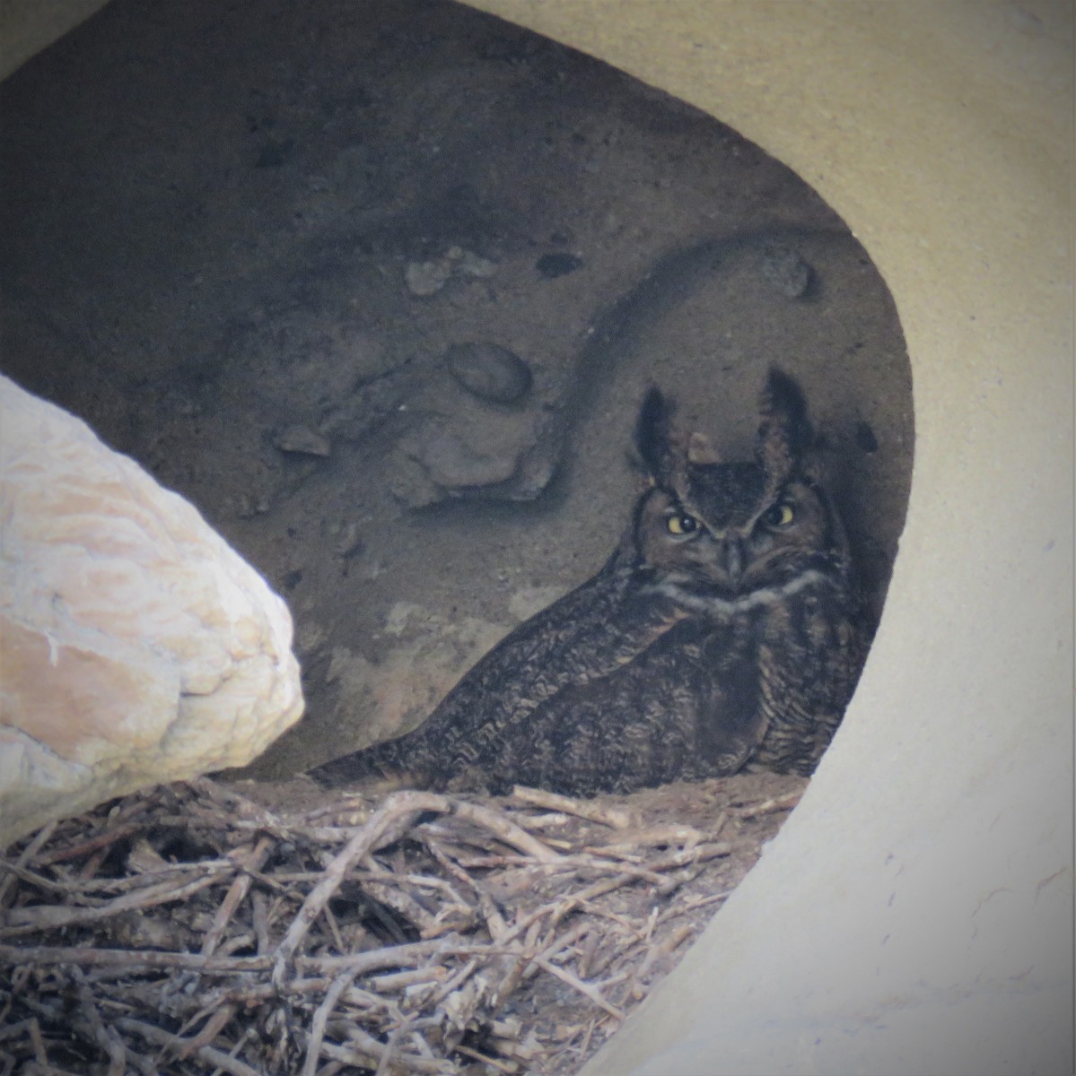 Great Horned Owl - ML138599681