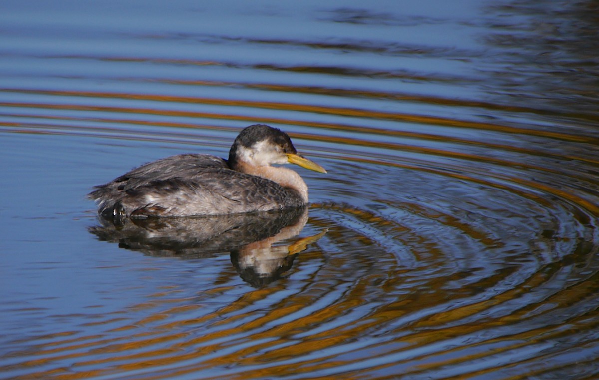 Red-necked Grebe - ML138600451