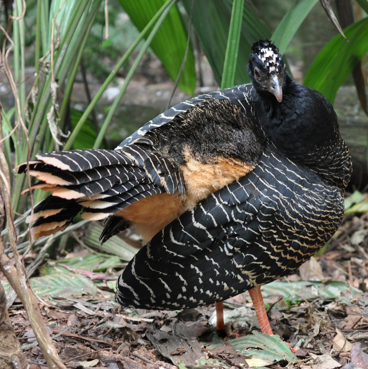 Bare-faced Curassow - ML138608121
