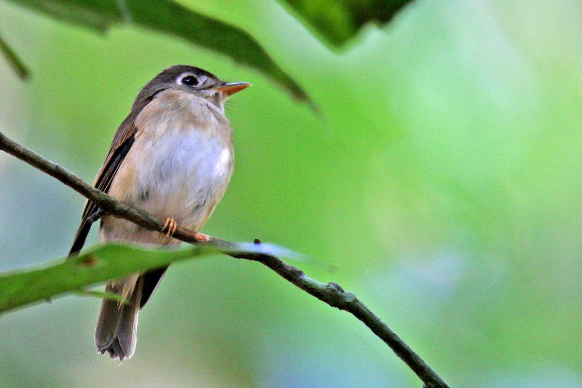 Brown-breasted Flycatcher - ML138609191