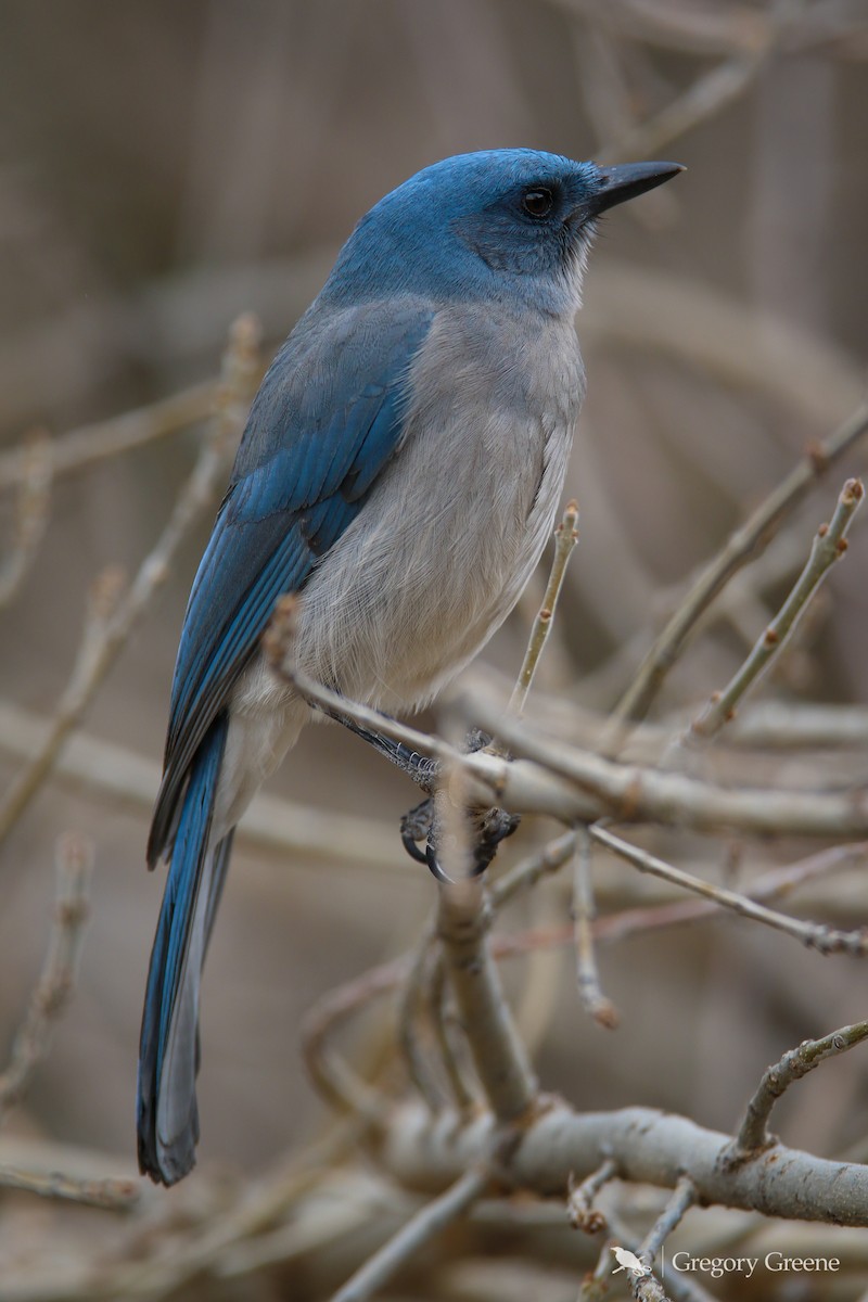 Mexican Jay - ML138609531