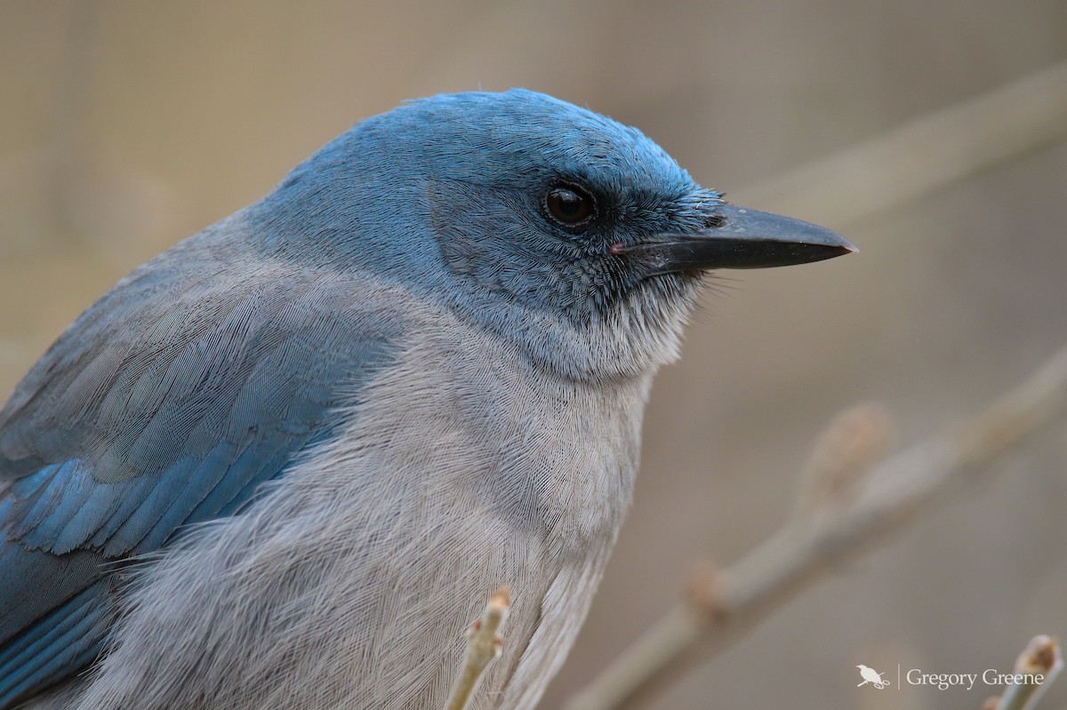 Mexican Jay - ML138609551