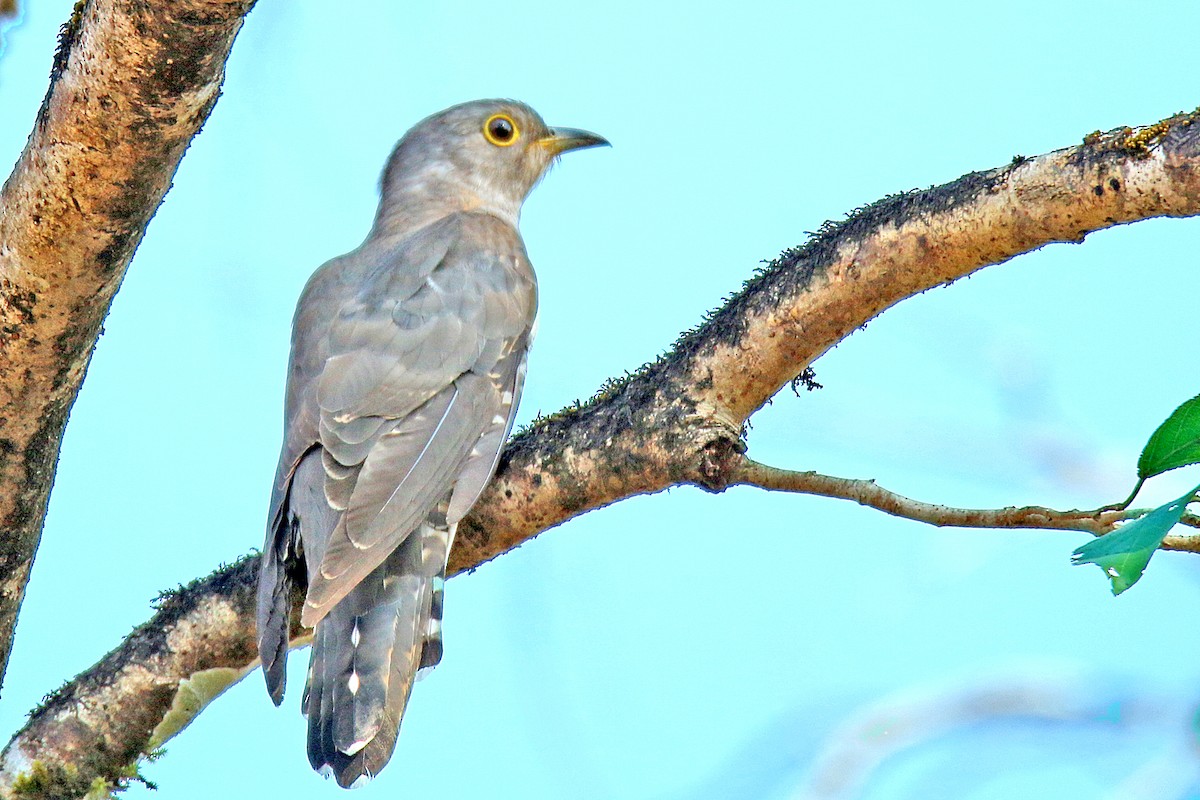 Common Hawk-Cuckoo - ML138609771