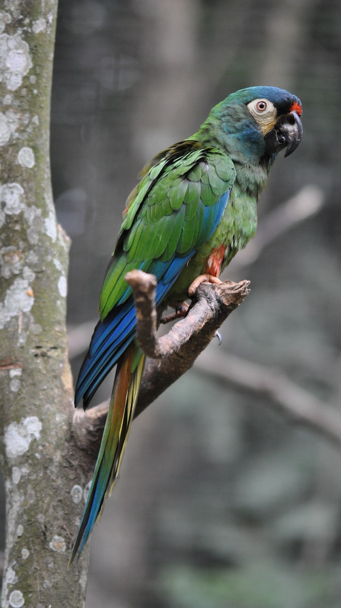 Blue-winged Macaw - ML138611011