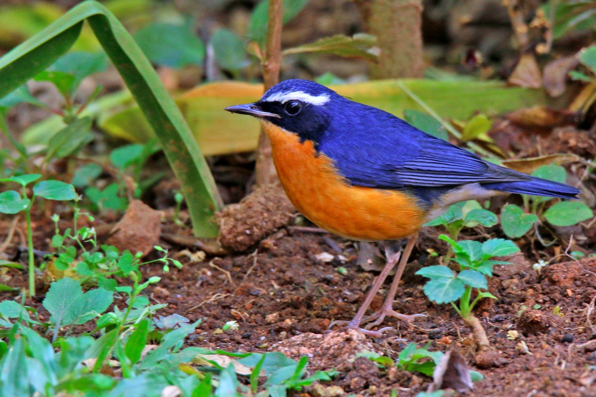 Indian Blue Robin - ML138613351