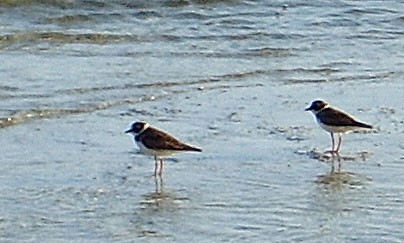 Semipalmated Plover - ML138613581