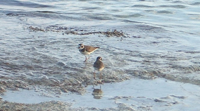 Semipalmated Plover - ML138613621