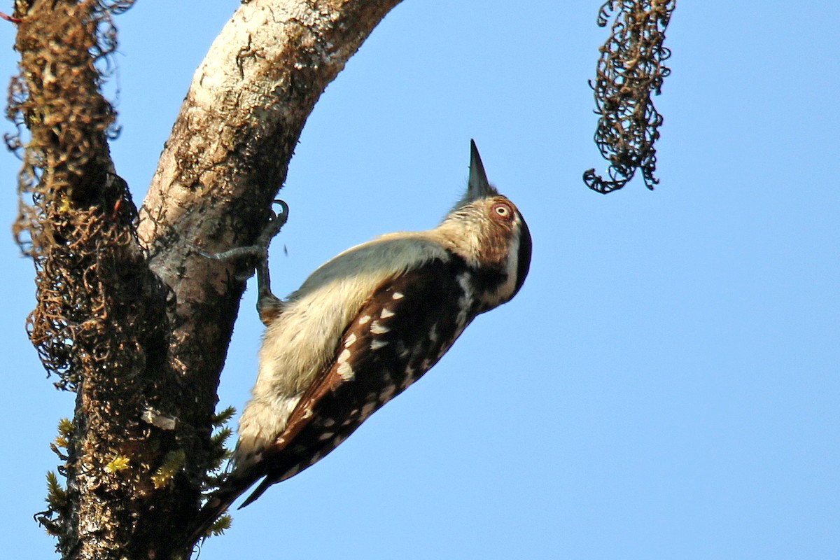 Brown-capped Pygmy Woodpecker - ML138616581