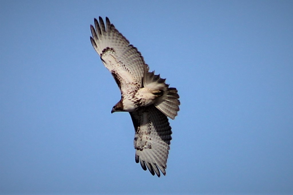 Red-tailed Hawk - ML138617031