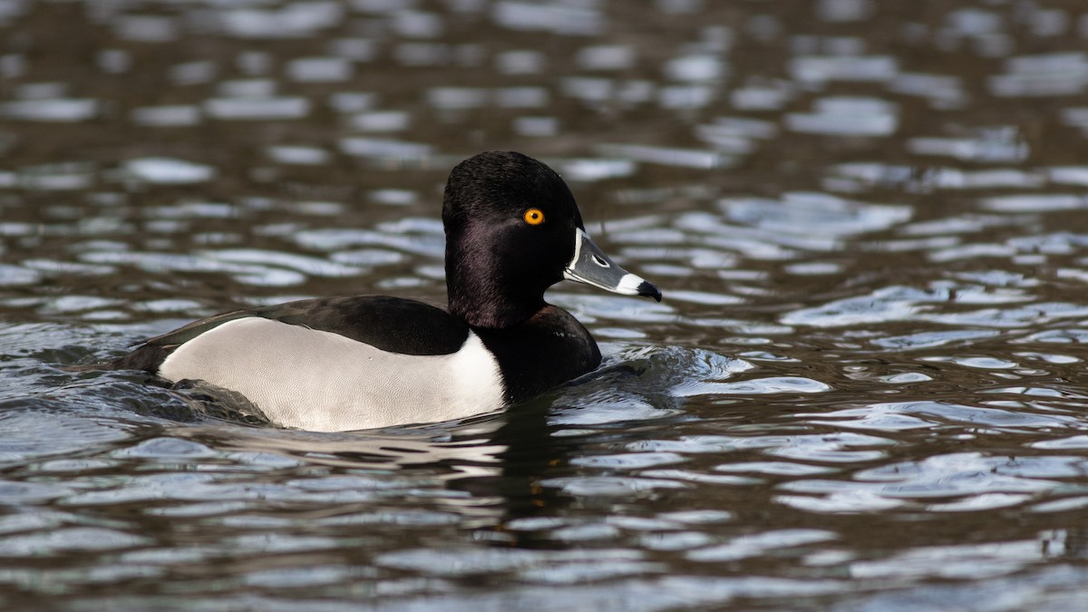 Ring-necked Duck - Max McCarthy
